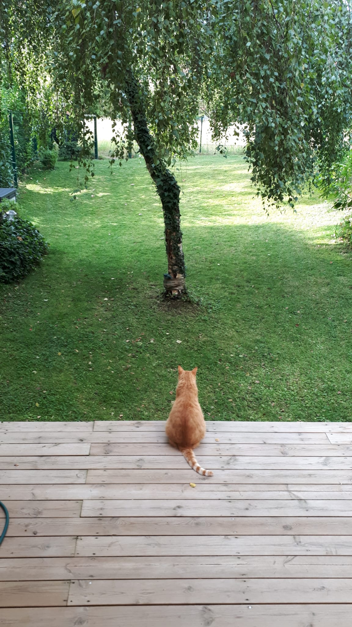 Unsere Hauskatze sitzt auf der Terrasse und schaut in den grünen Garten